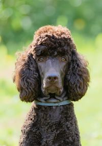 Portrait of brown poodle
