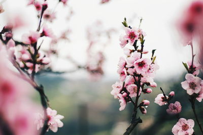 Close-up of pink cherry blossom