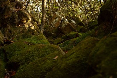 Close-up of trees in forest