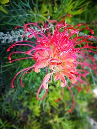 Close-up of red flower