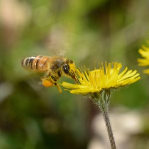 Close-up of bee pollinating on yellow flower