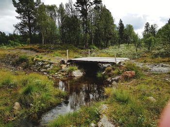 Scenic view of forest