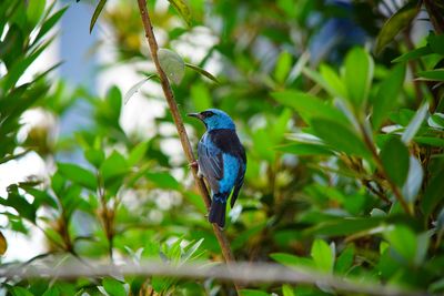 Bird perching on plant