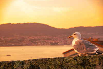 Close-up of seagull perching on rock