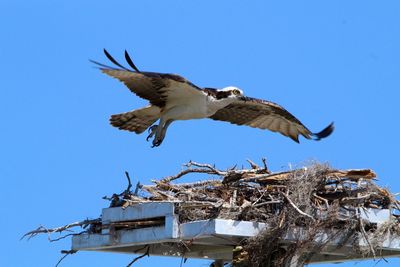 Low angle view of eagle flying against clear blue sky