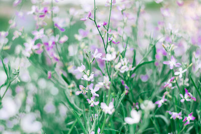 Blurred floral violet-green background night violet in the garden. selective focus