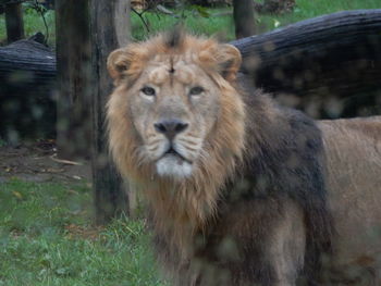 Portrait of lion in zoo