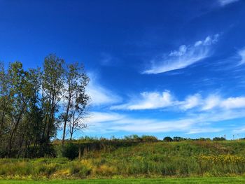 Trees on field against sky