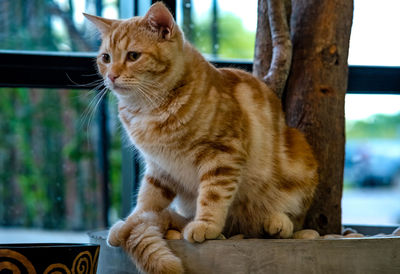 Close-up of a cat sitting on tree trunk