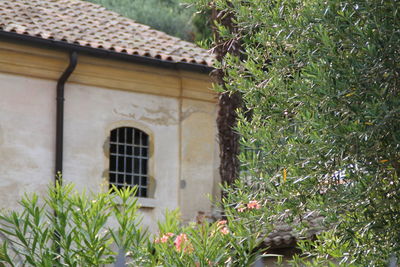 Plants growing on old building