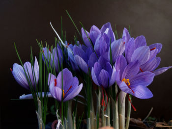 Crocus bunch in the field