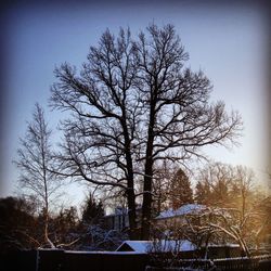 Bare trees against sky