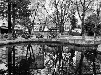 Reflection of bare trees in water