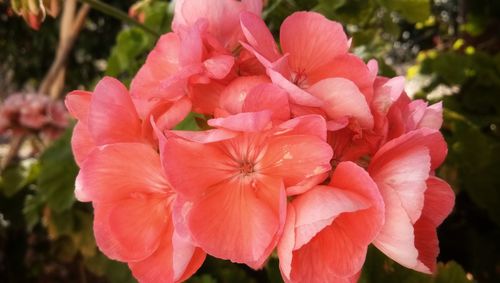 Close-up of pink flowers blooming outdoors