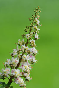 Close-up of flowering plant