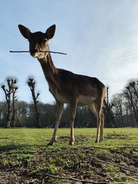 Deer standing in a field