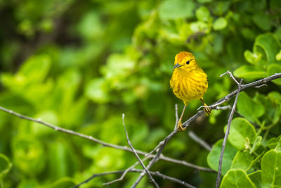 Close-up of bird perching on branch