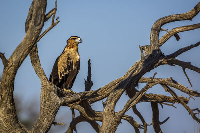 Tawny Eagle