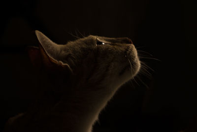 Close-up of cat against black background