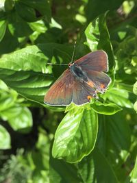 Close-up of butterfly perching on flower