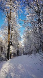 Trees on snow covered landscape