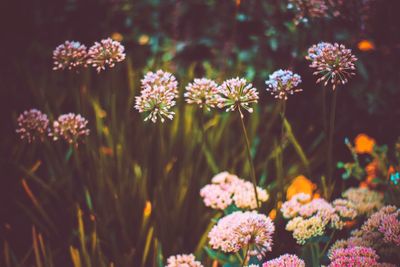 Close-up of pink flowering plants on field