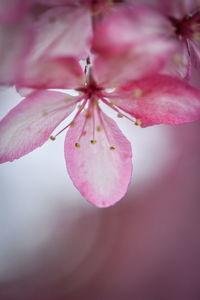 Close-up of pink cherry blossoms