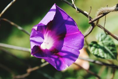 Close-up of purple flowering plant