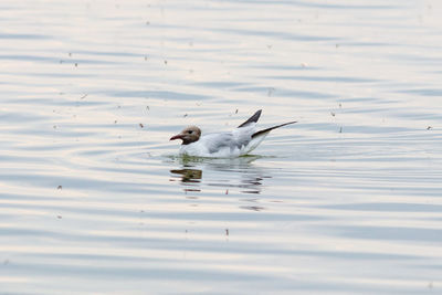 Ducks swimming in lake