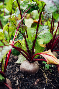 Close-up of fresh vegetables on field