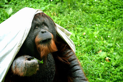 Orangutan playing at the zoo.