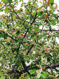 Low angle view of flowering plants on tree