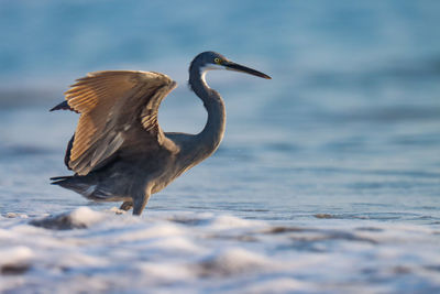 Close-up of bird flying over lake. egret bird standing in ocean water. waterbirds. animal. 