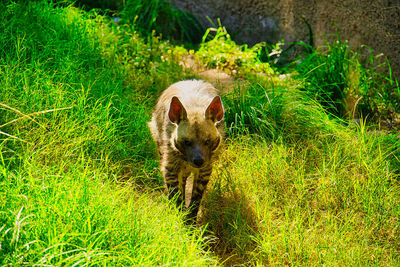 animal