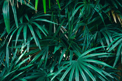 High angle view of bamboo plants