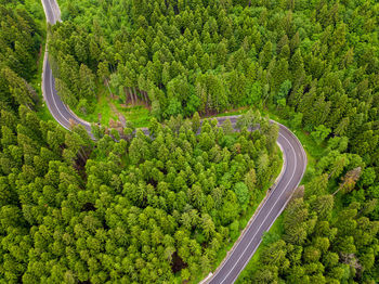 Aerial view of winding road in high mountain pass trough dense green pine woods.