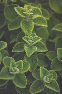 High angle view of leaves