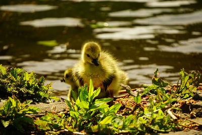 Bird in a lake