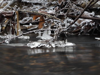 Close-up of frozen tree during winter