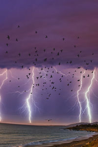 Flock of birds flying over sea