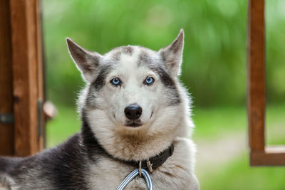 Close-up portrait of dog looking outdoors