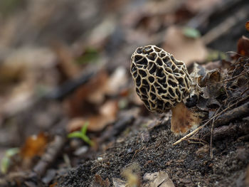 Close-up of mushroom growing on field