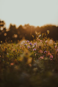 Close-up of flowering plants on field against sky