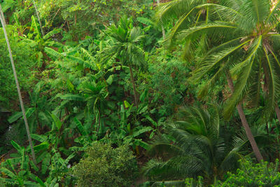Plants and trees on field in forest