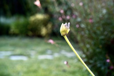 Close-up of flowering plant