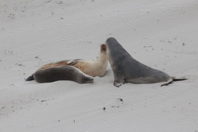 Close-up of two dogs on sand