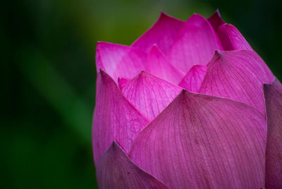 Close-up of pink lotus water lily