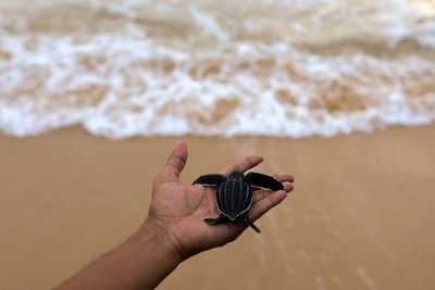 Cropped hand of person holding seashell at beach