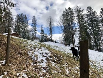 Dog on snow covered land