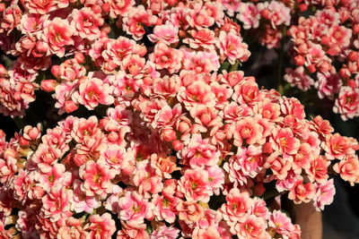 Full frame shot of pink flowers